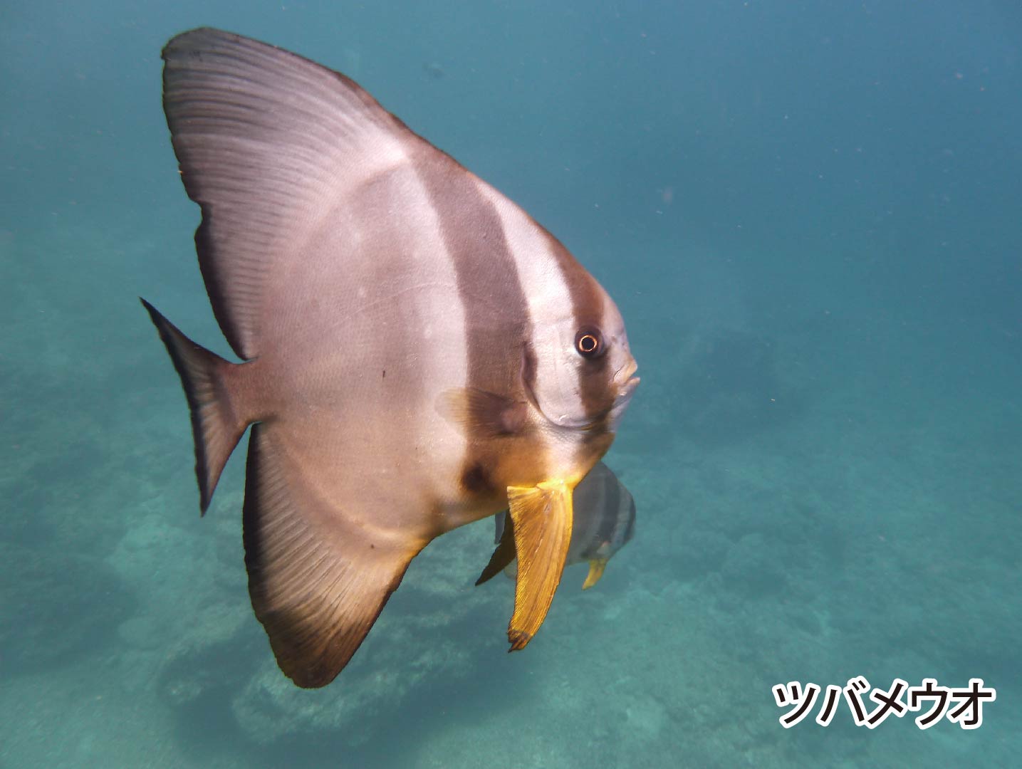 沖縄の海にいる魚 ツバメウオ ツノダシ ニジハギ をご紹介 ラピスマリンスポーツ