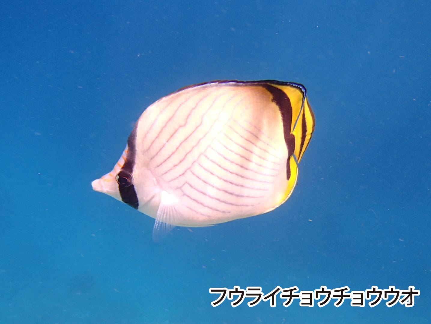 青の洞窟 などの沖縄の海で見られる魚 ラピスマリンスポーツ