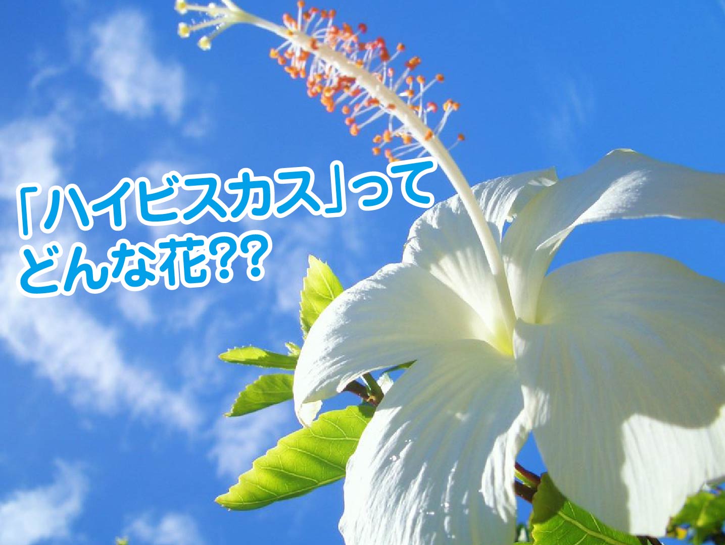 沖縄の花 ハイビスカス の雑学を知ろう ラピスマリンスポーツ