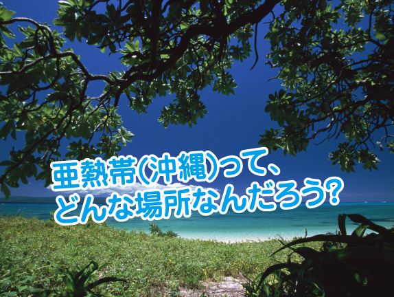 亜熱帯ってなに 沖縄の亜熱帯気候について ラピスマリンスポーツ