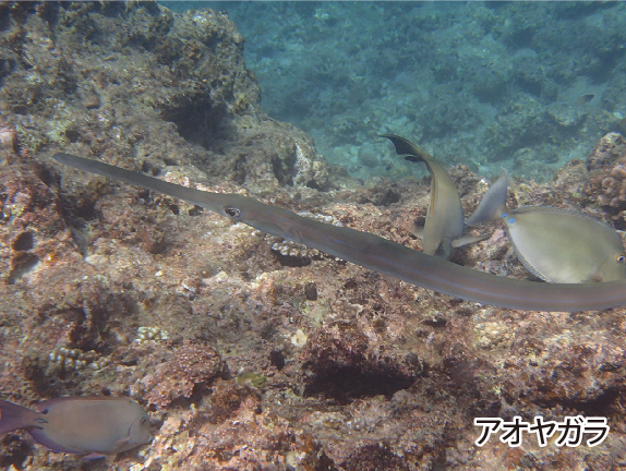 青の洞窟 などの沖縄の海で見られる魚 ラピスマリンスポーツ