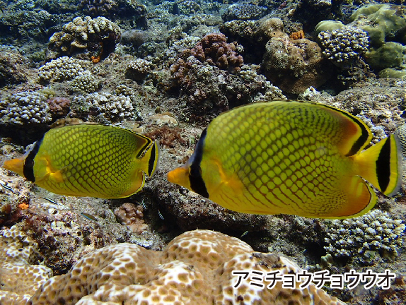 沖縄で出会える魚 アミチョウチョウウオ アオヤガラ サザナミヤッコ をご紹介 ラピスマリンスポーツ