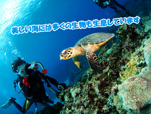 沖縄の海がきれいな理由 美しさの秘密を知ろう ラピスマリンスポーツ