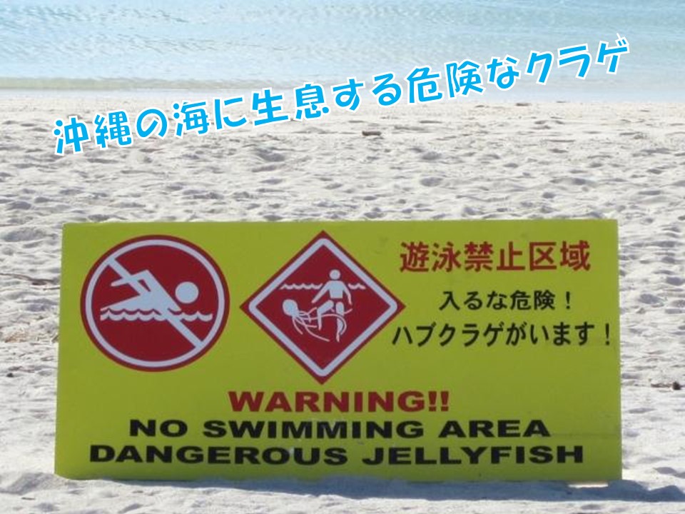 沖縄ダイビングのクラゲ事情を知って 安全に楽しもう ラピスマリンスポーツ