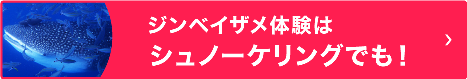 ジンベイザメシュノーケリングツアー