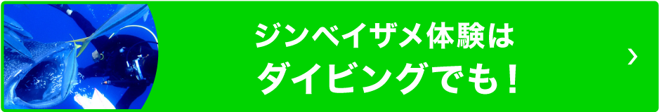 ジンベイザメシュノーケリングツアー